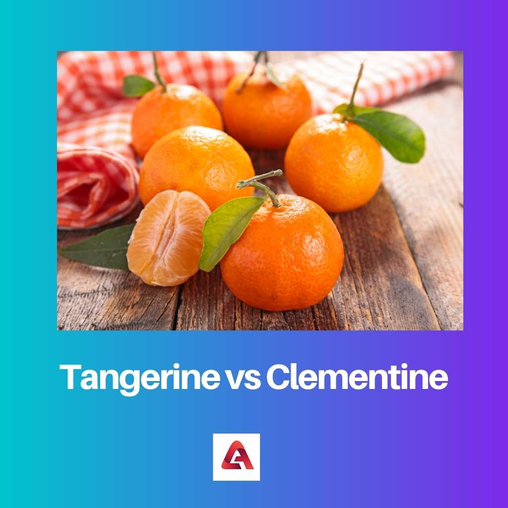 Mandarine gegen Clementine