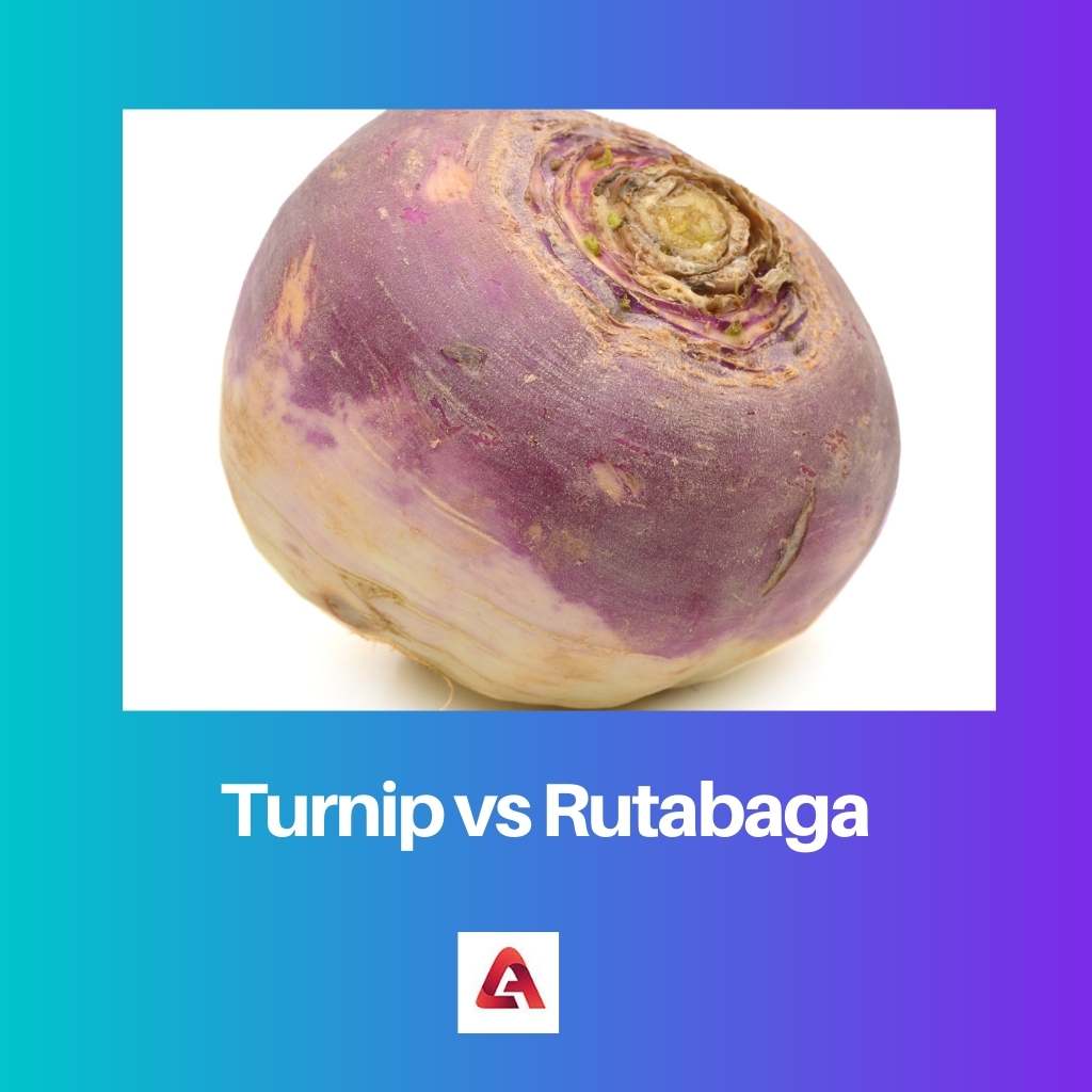 Turnip vs Rutabaga