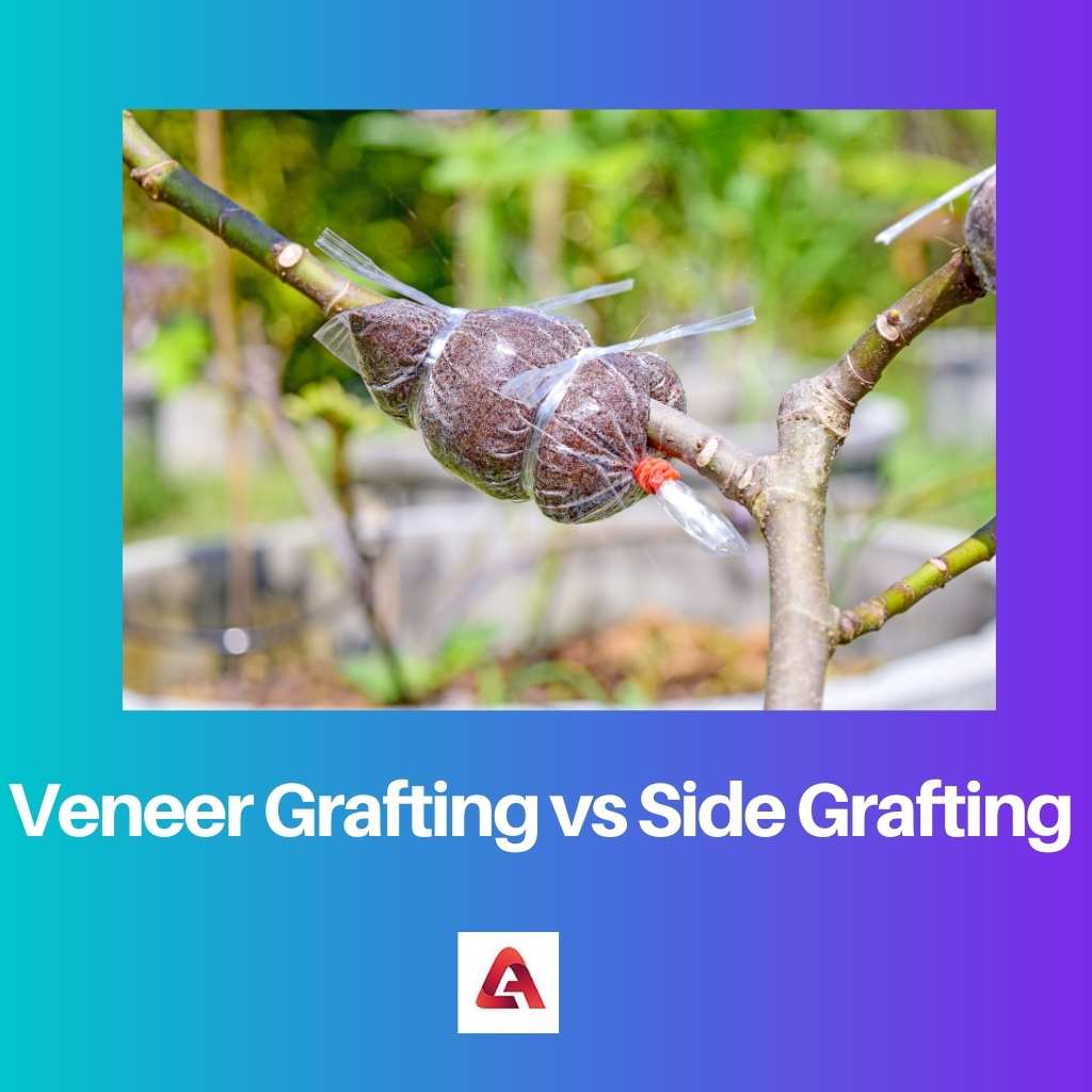 Veneer Grafting vs Side Grafting