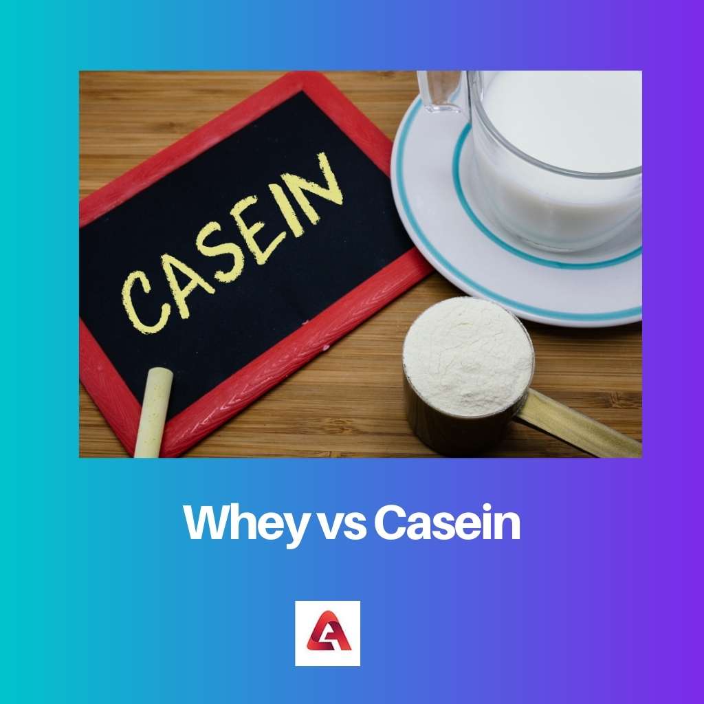 Whey vs Casein