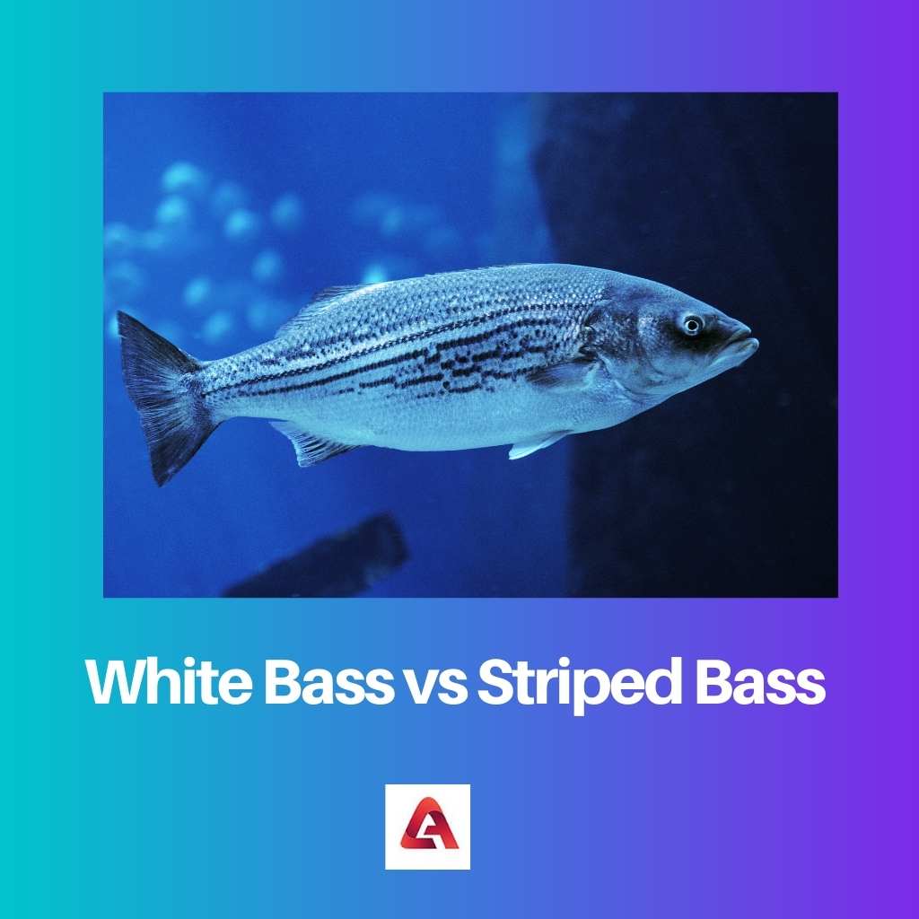 Bass trắng vs Bass sọc