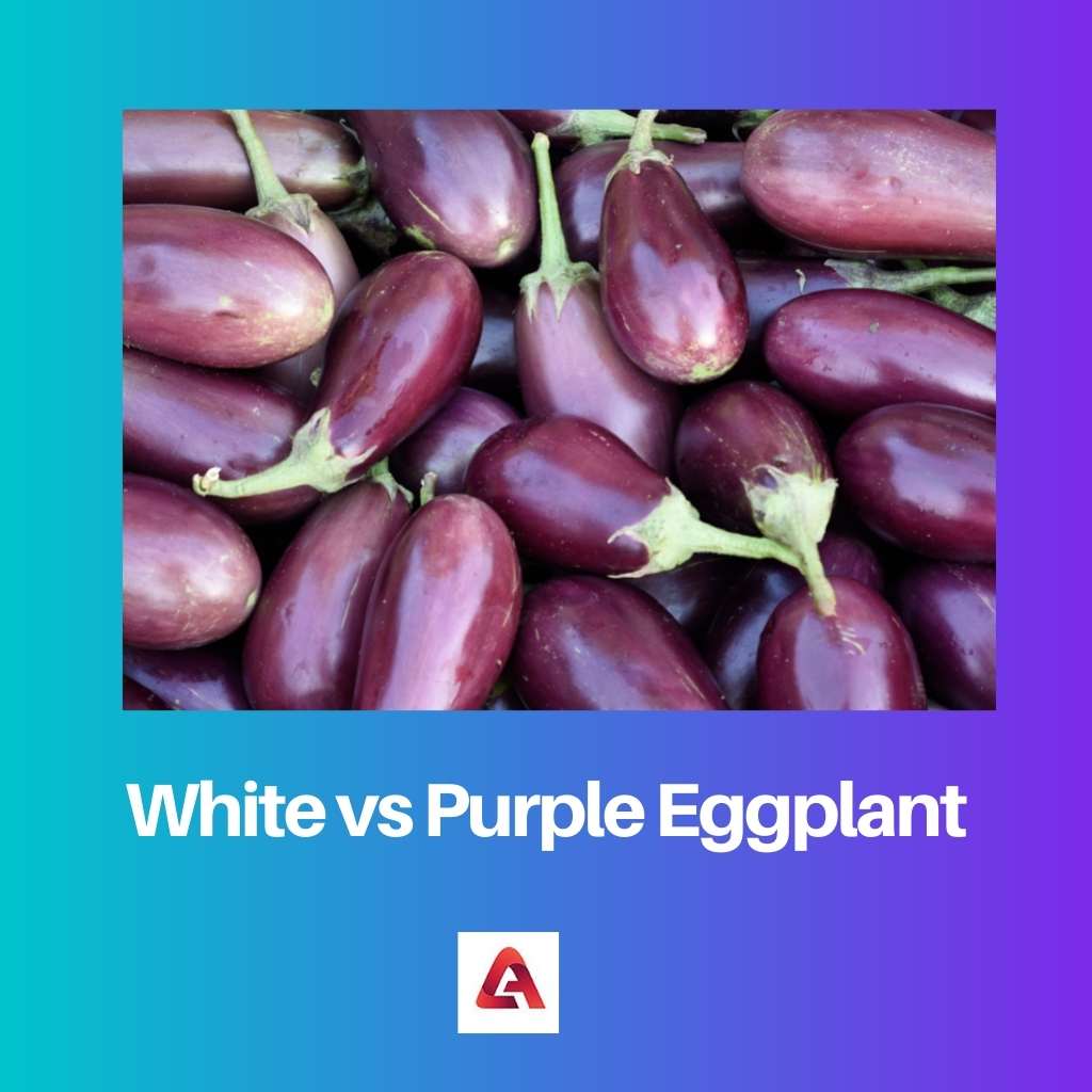 Witte versus paarse aubergine