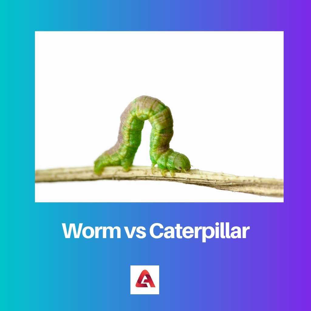 Worm vs Caterpillar