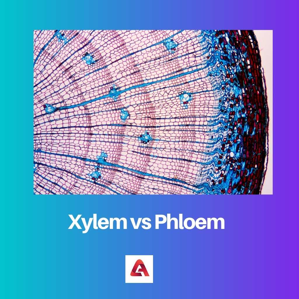 Xylem gegen Phloem