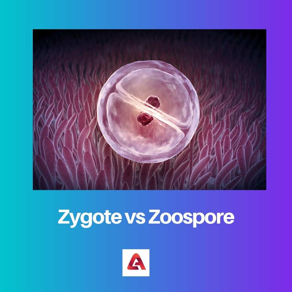 Zygota vs Zoospore