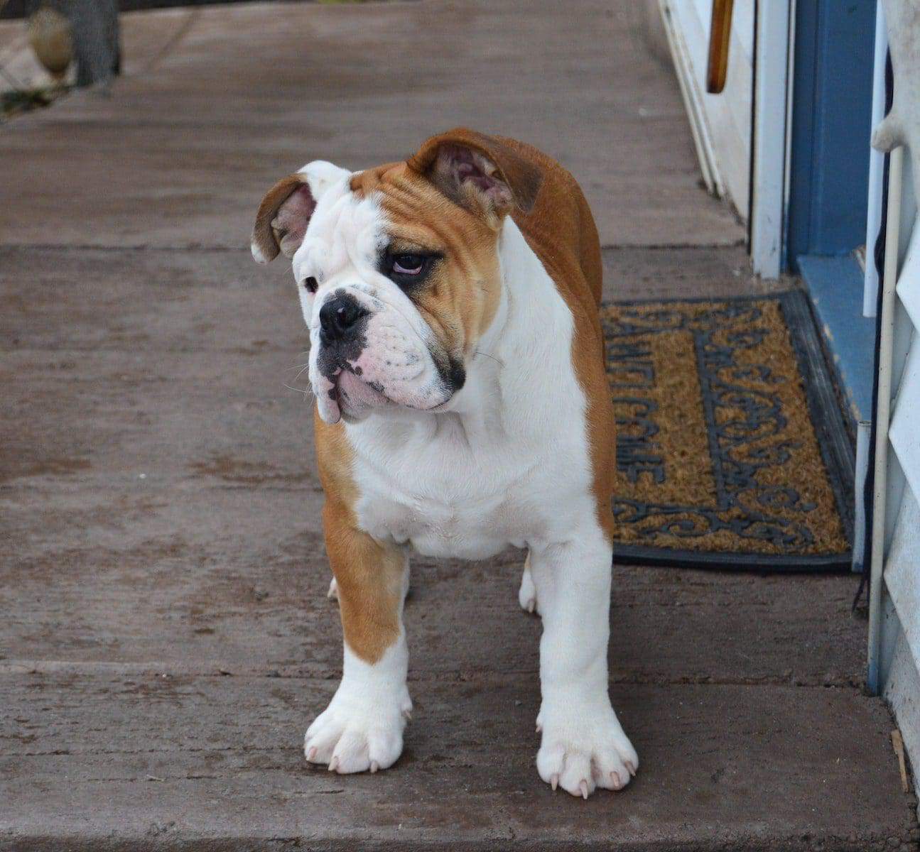 cual es la diferencia entre un bulldog ingles y un americano