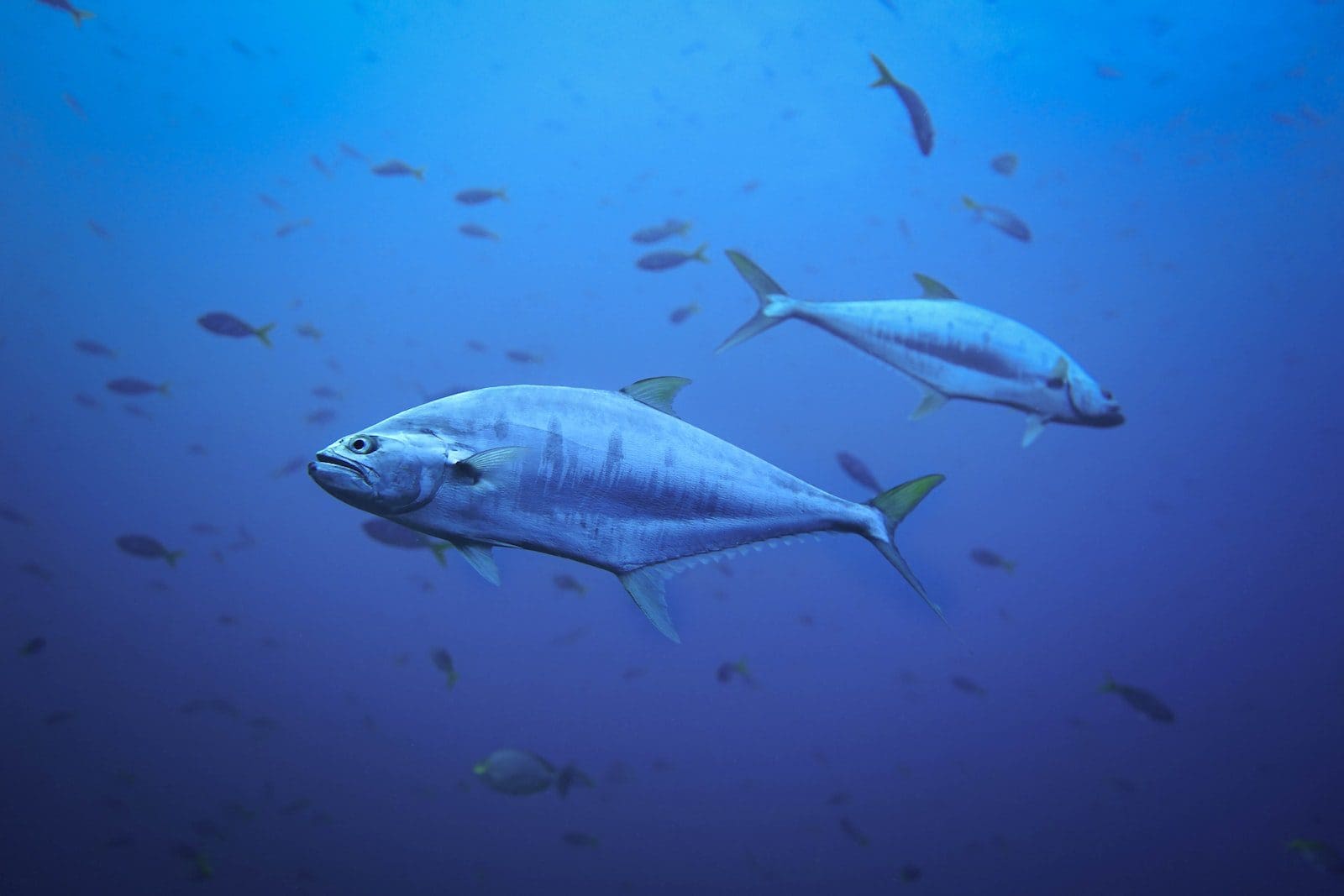 Blauflossenthunfisch