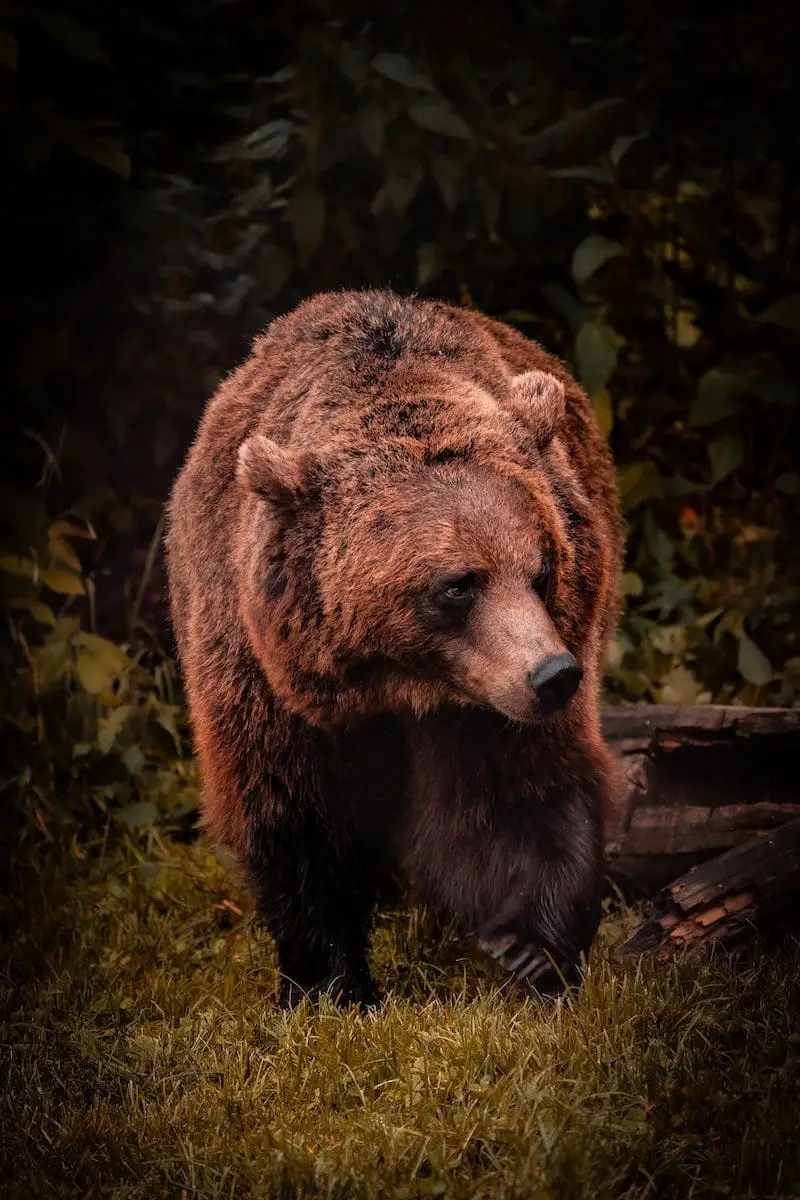 ruskea karhu