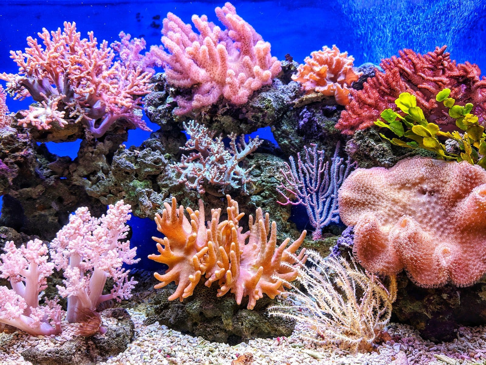 кораловий