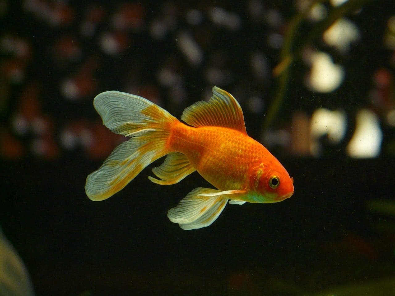 female goldfish