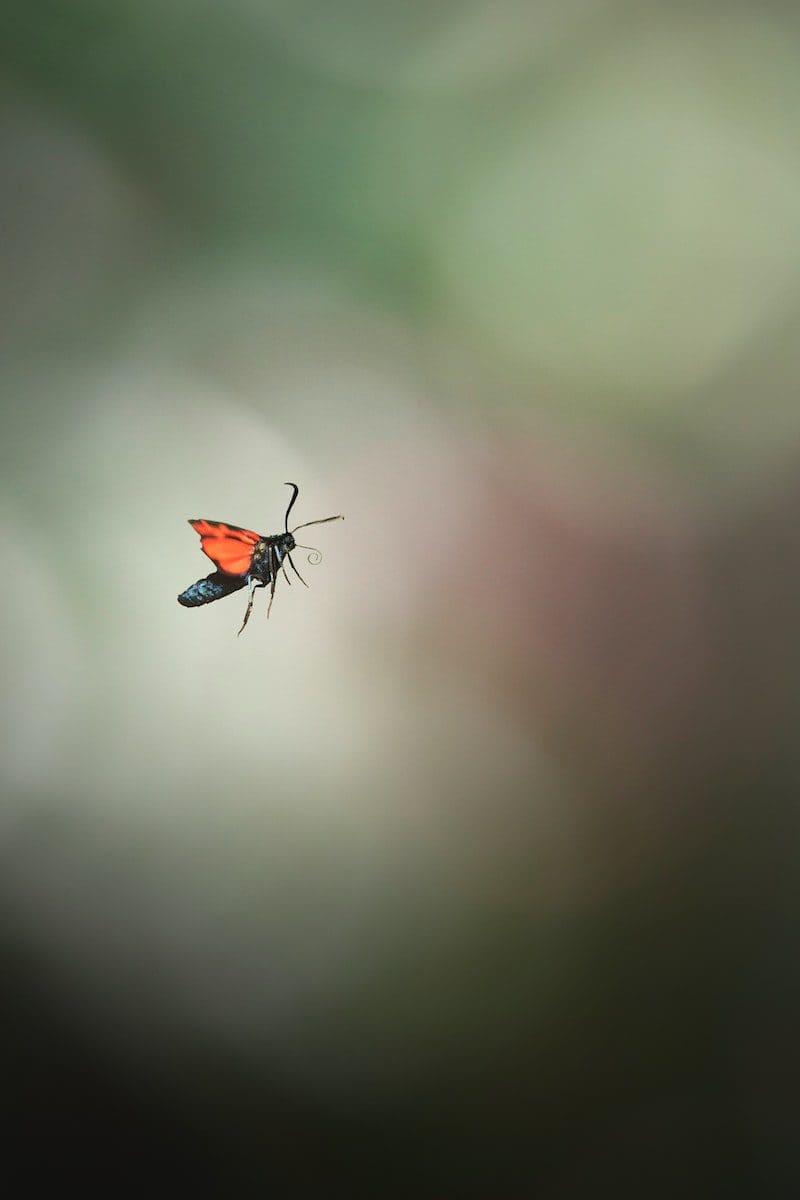 formigas voadoras