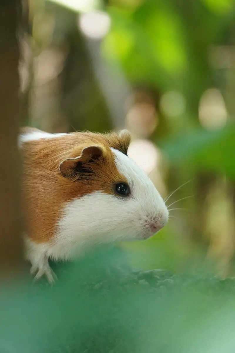 babi hamster