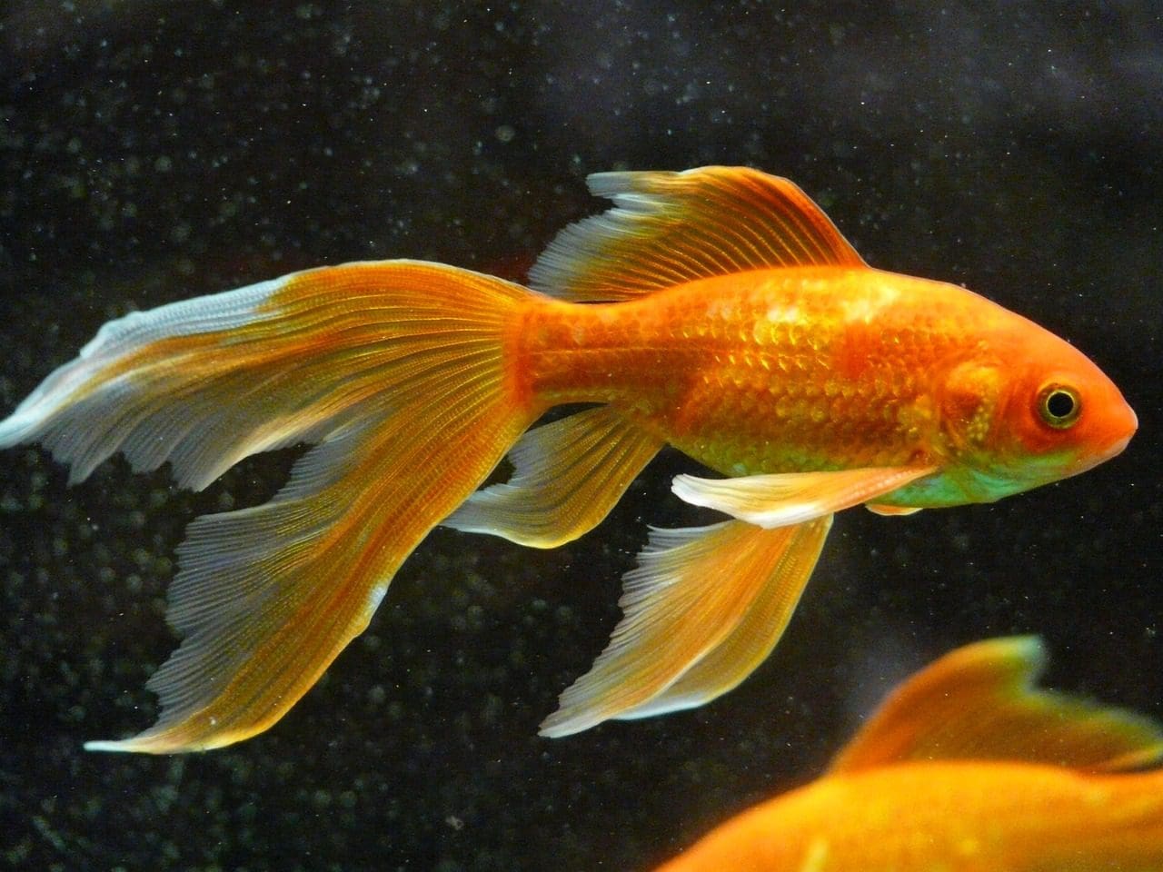 pez dorado macho