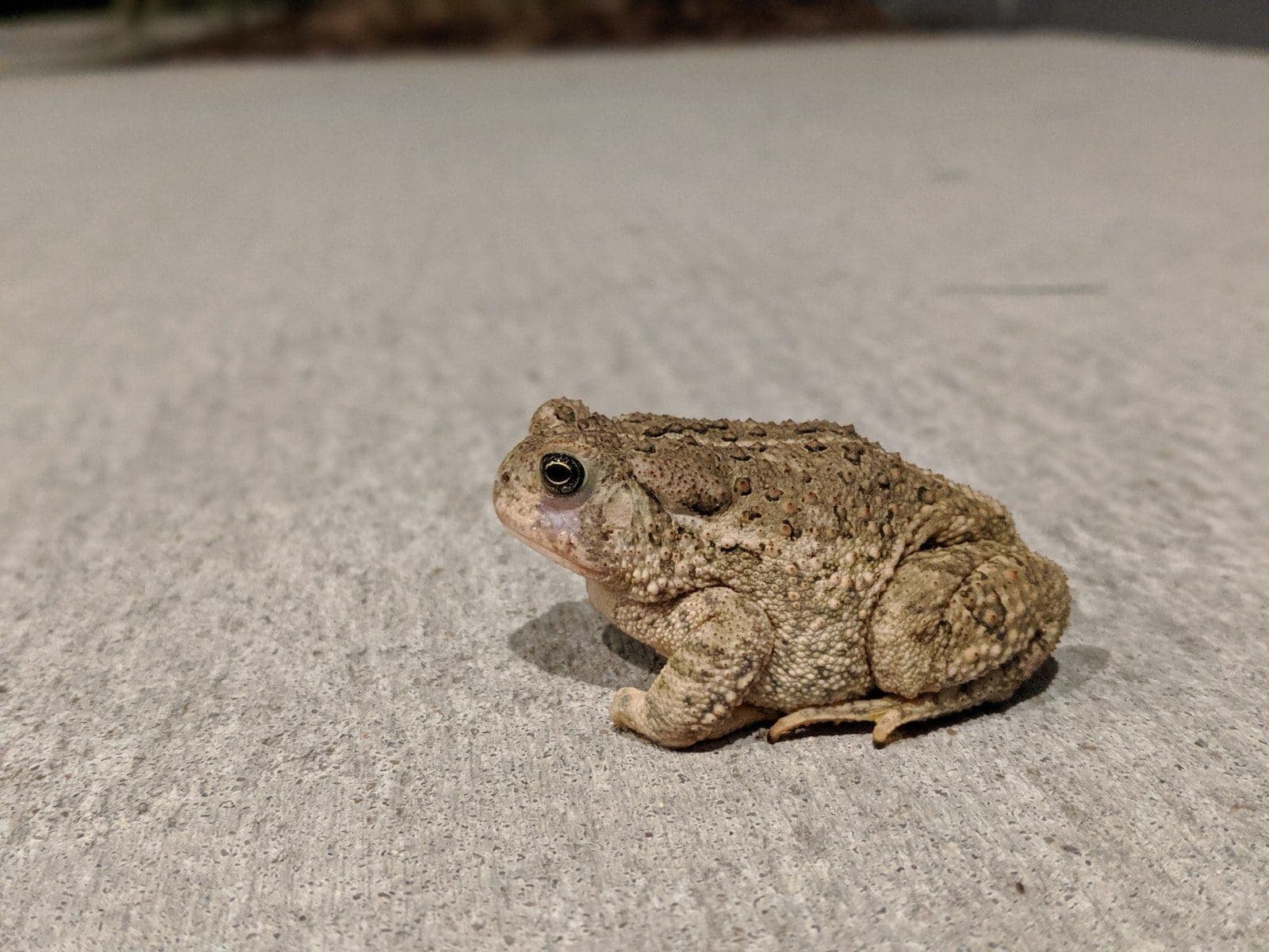 toad