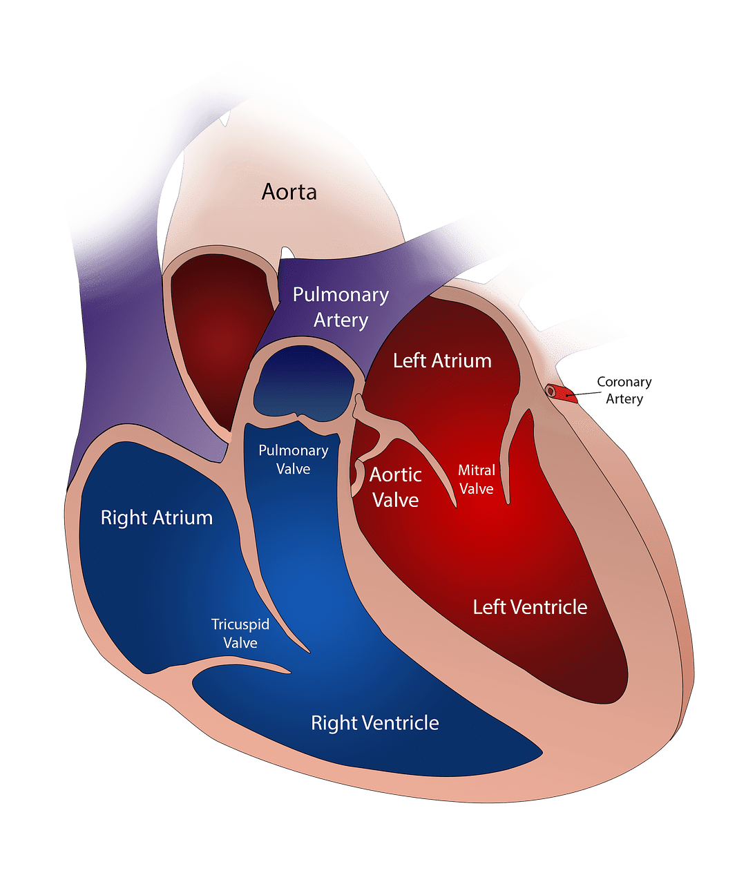 ventricule