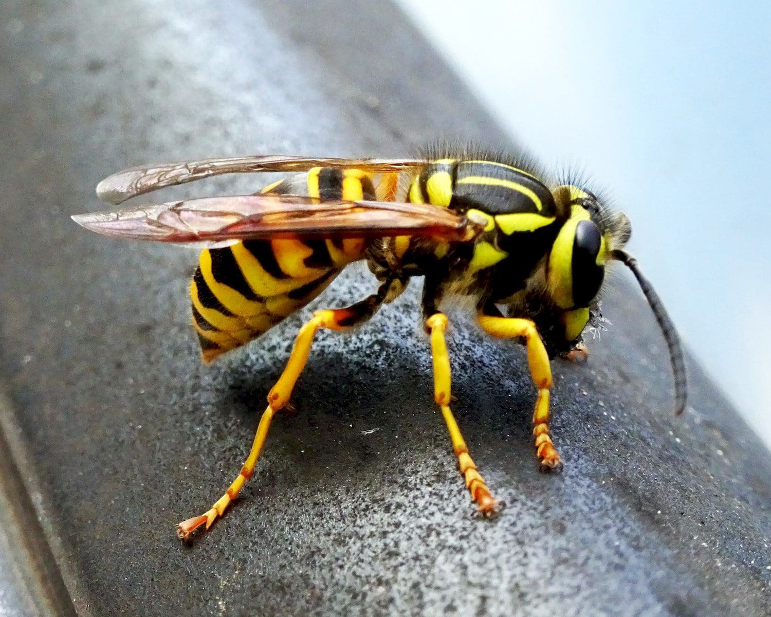 sengatan lebah