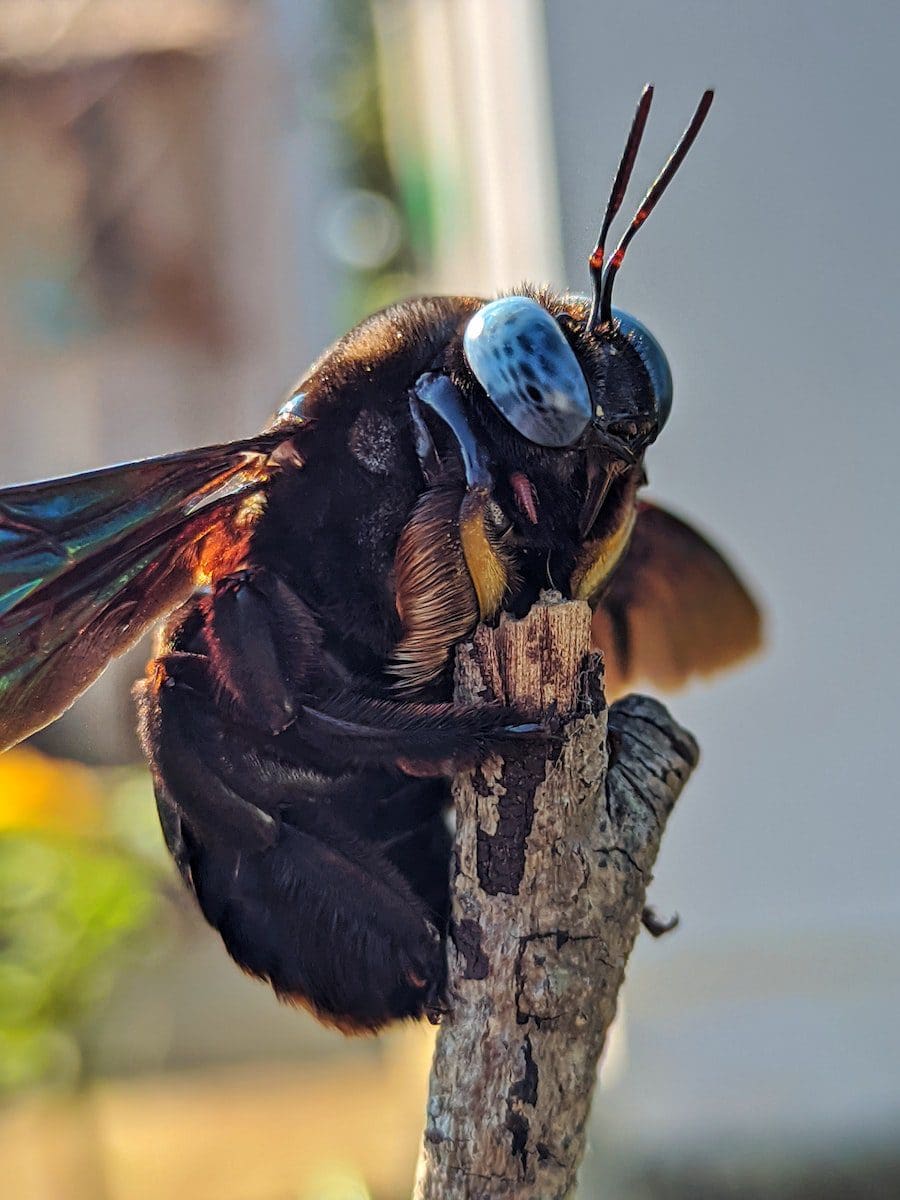 tesařská včela