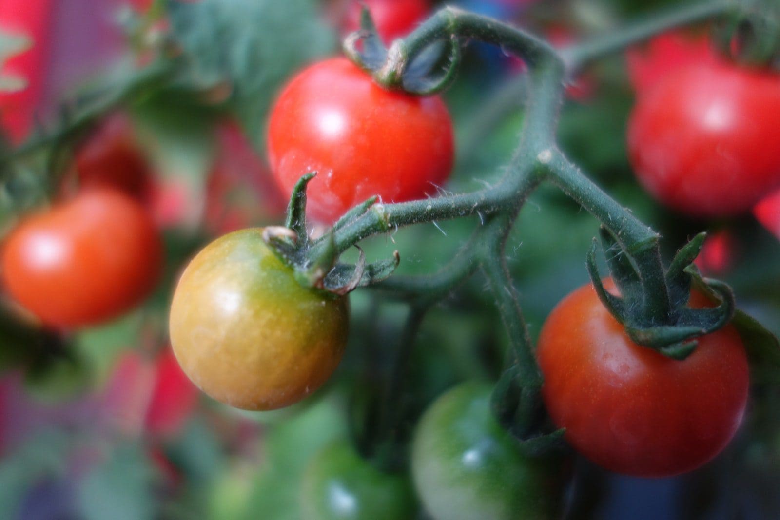 tomat ceri