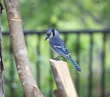 How To Distinguish A Female Blue Jay Bird From A Male - Database Football