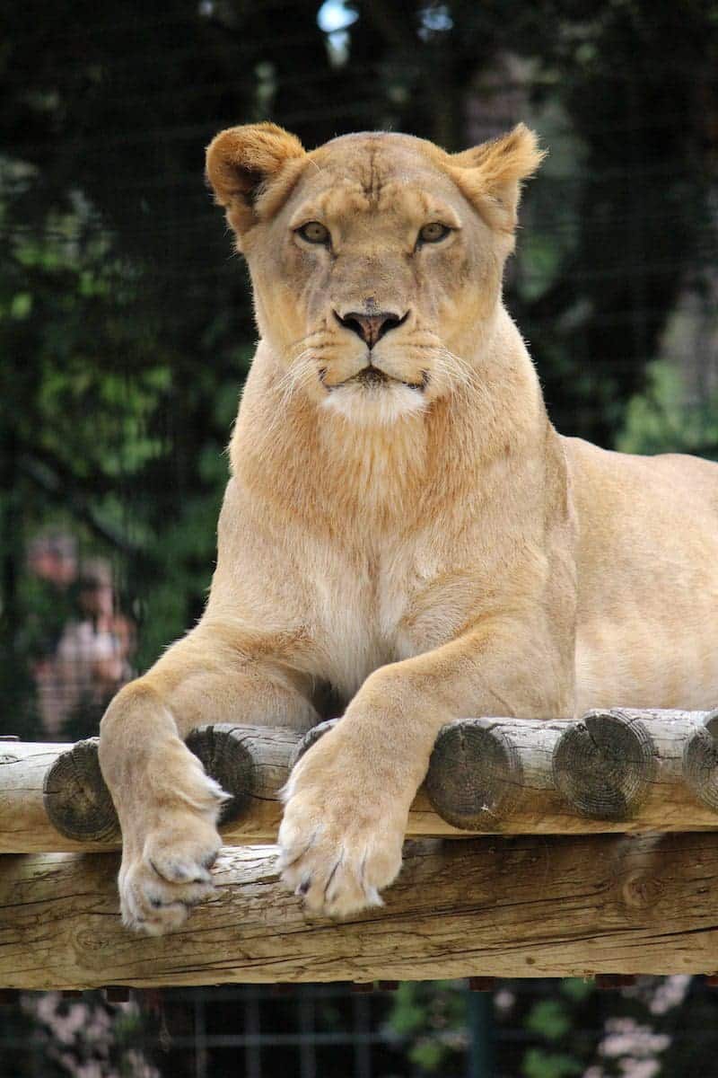 female lion