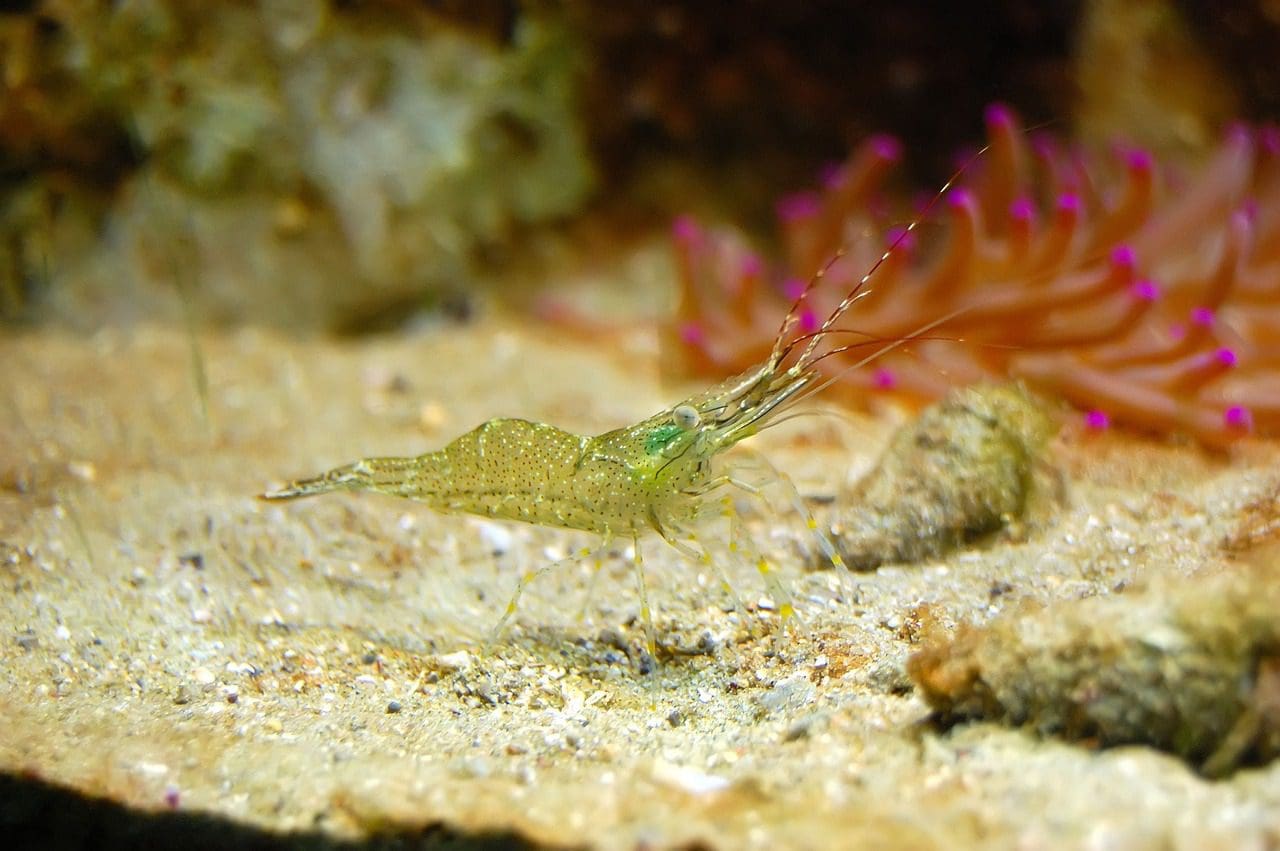 磷虾