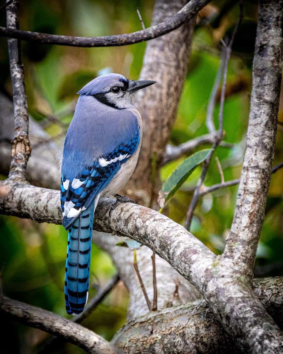 How To Distinguish A Female Blue Jay Bird From A Male - Database Football