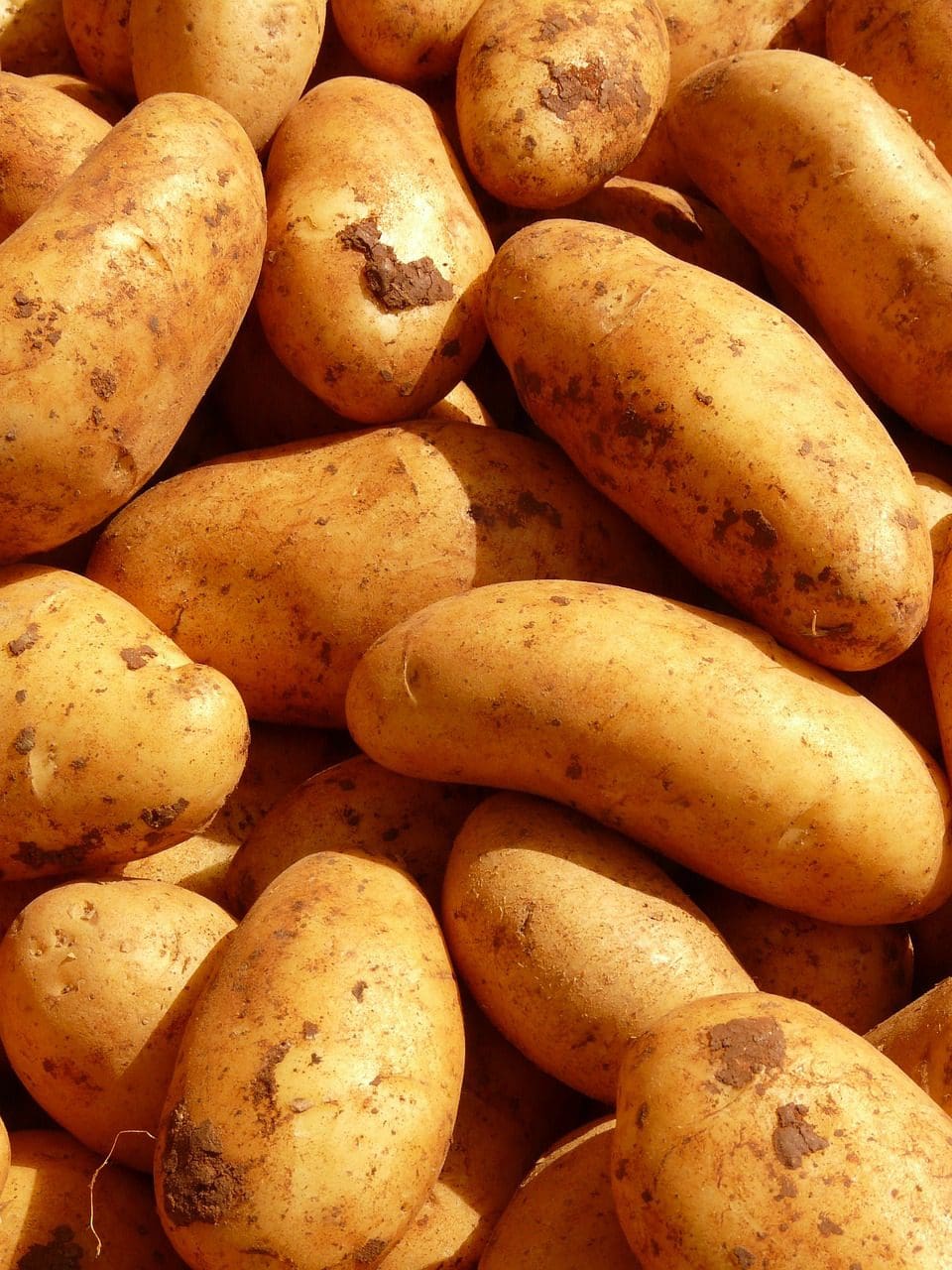 batatas Russet