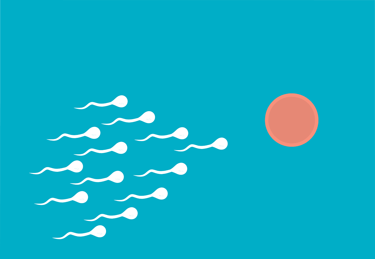 formación de espermatozoides