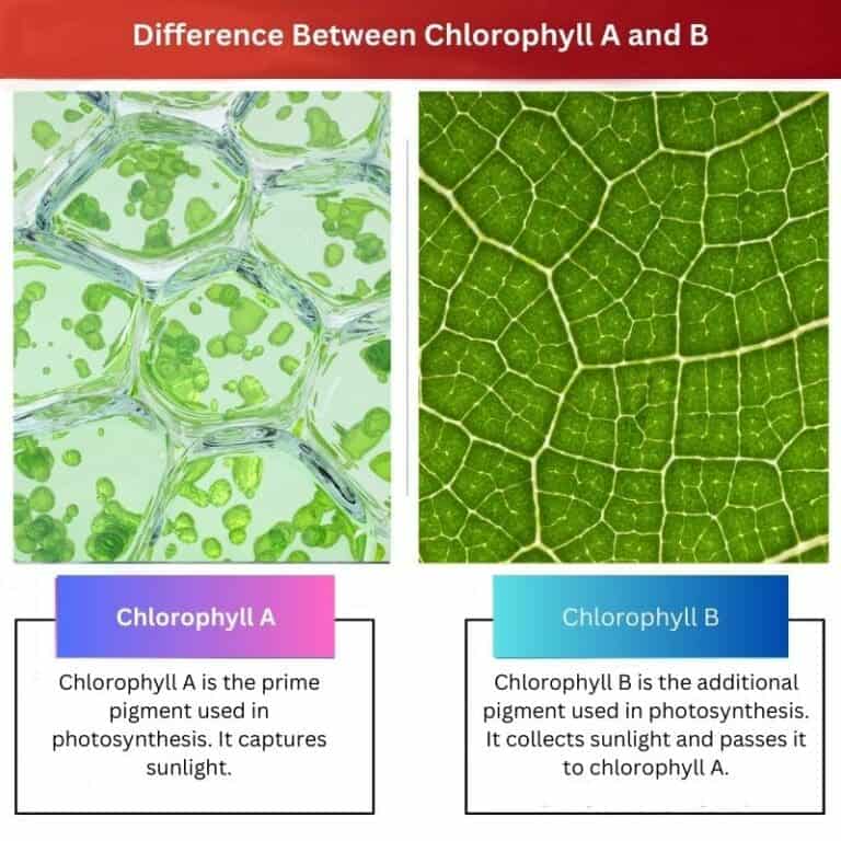 Chlorophyll A Vs B: Difference And Comparison