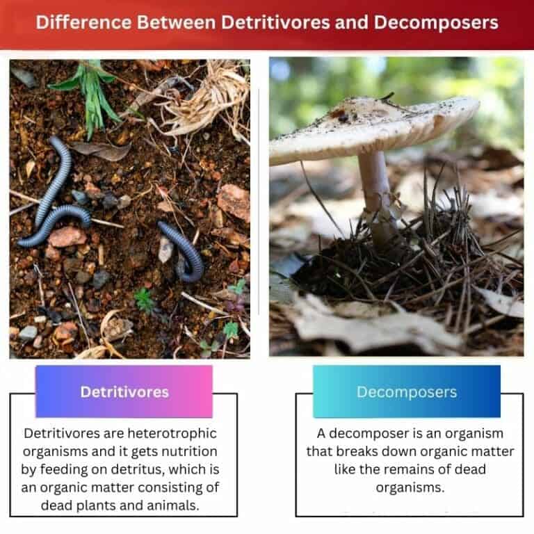 Detritivores vs Decomposers: Difference and Comparison