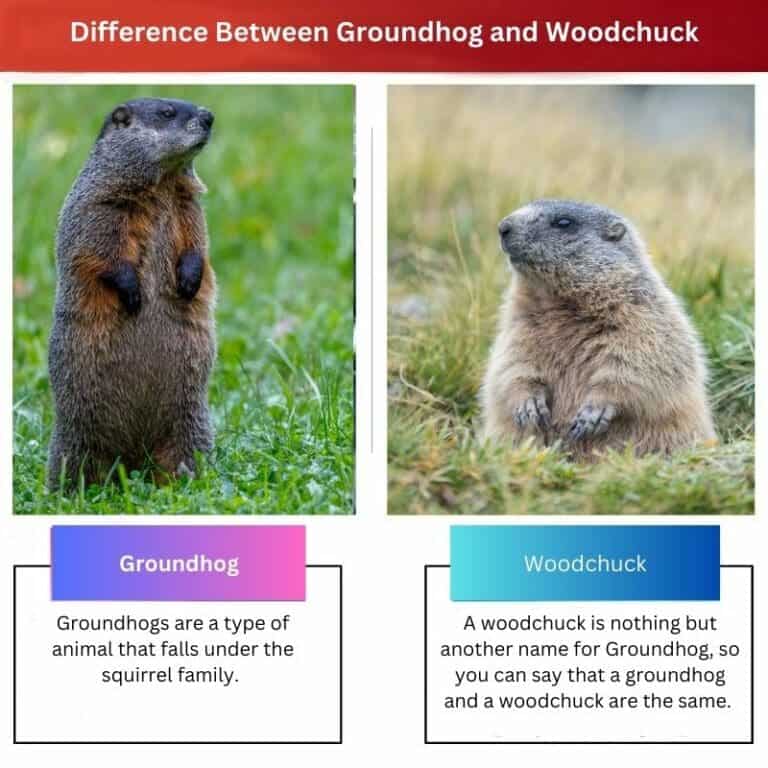 Groundhog vs Woodchuck: Difference and Comparison