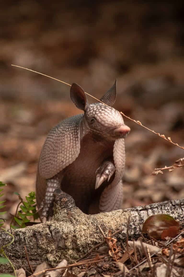 Armadillo vs Pangolin: Difference and Comparison