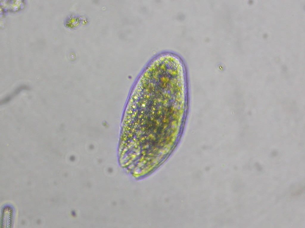 protozoários