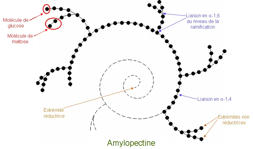 amylopectine