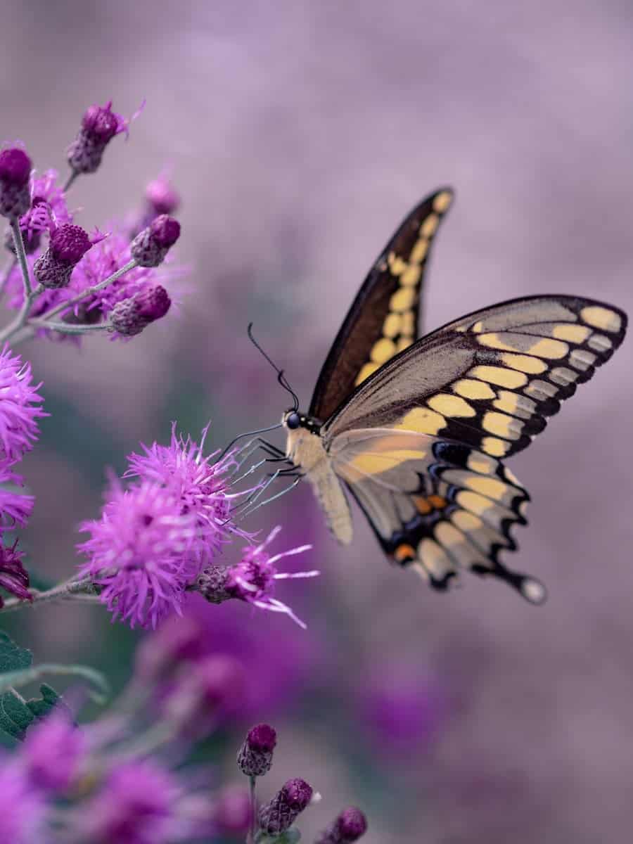 Schmetterling