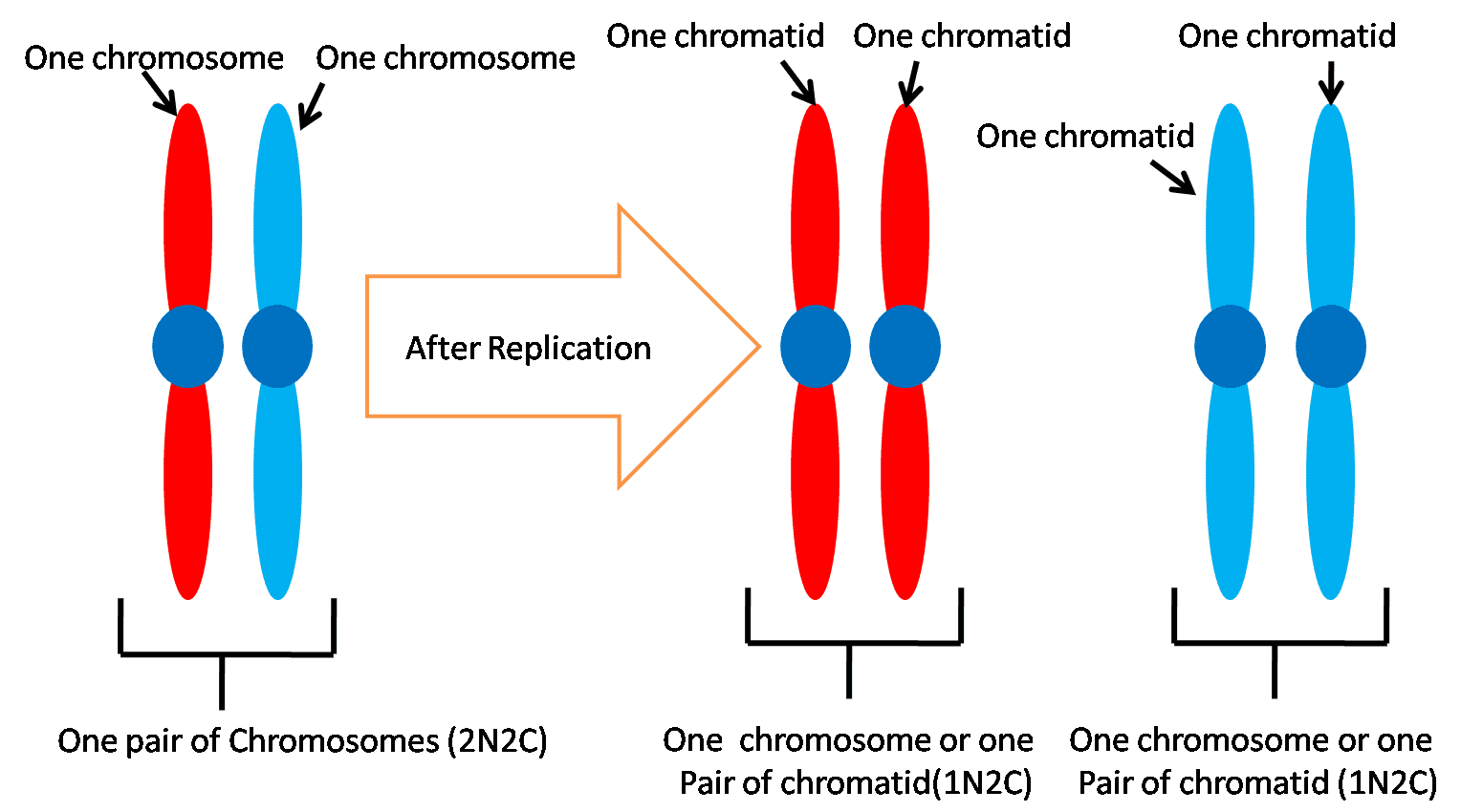chromatide