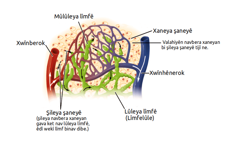 limfne kapilare