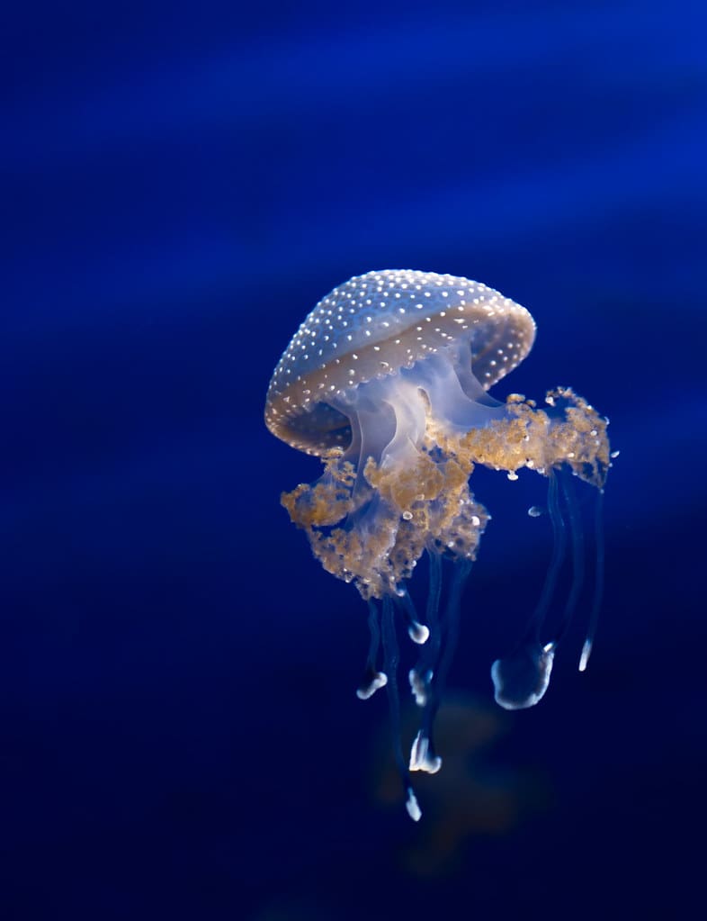 medusa animal