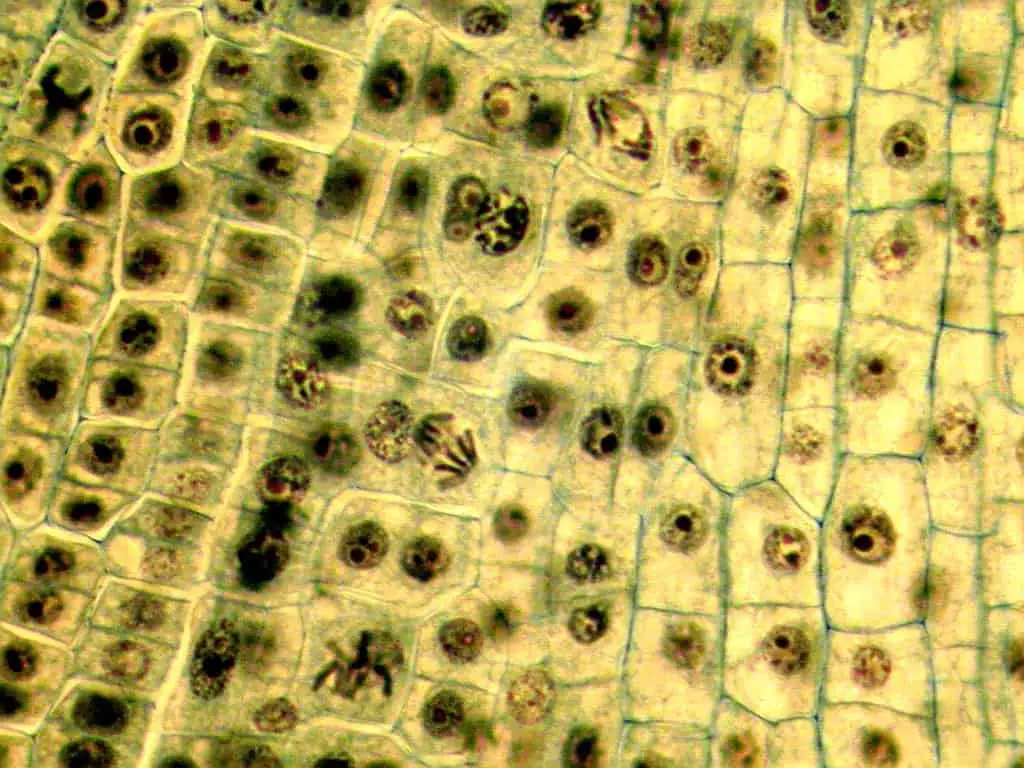 митоз в растительной клетке