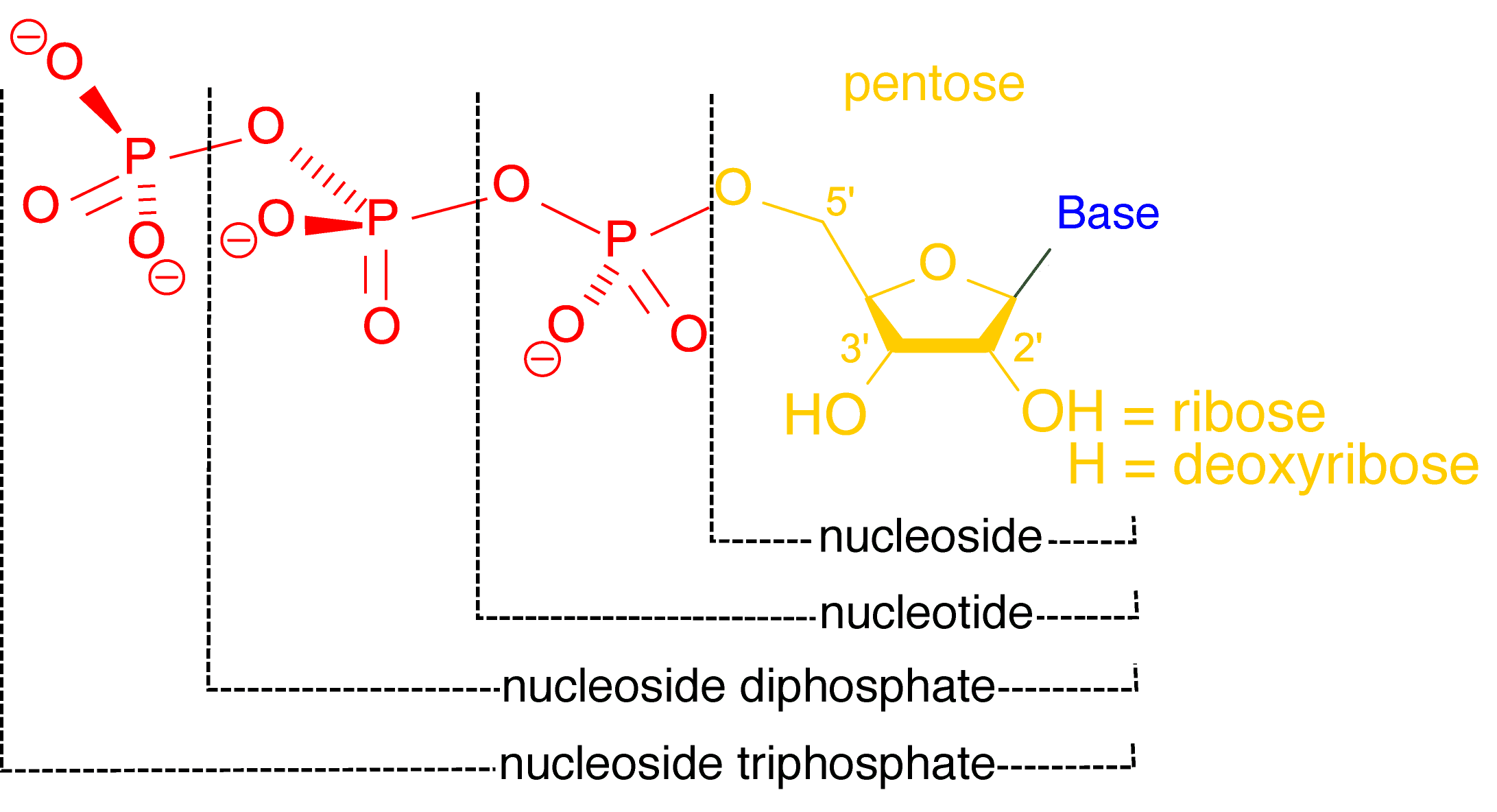 nucleótido