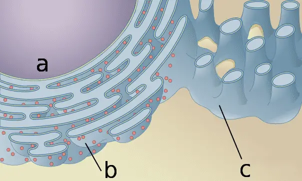 grubi endoplazmatski retikulum