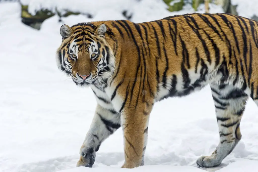 siberian tigers 1