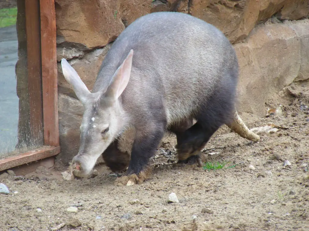 aardvarks