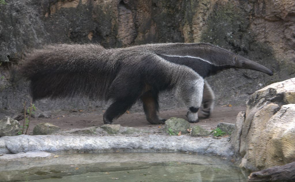 anteaters