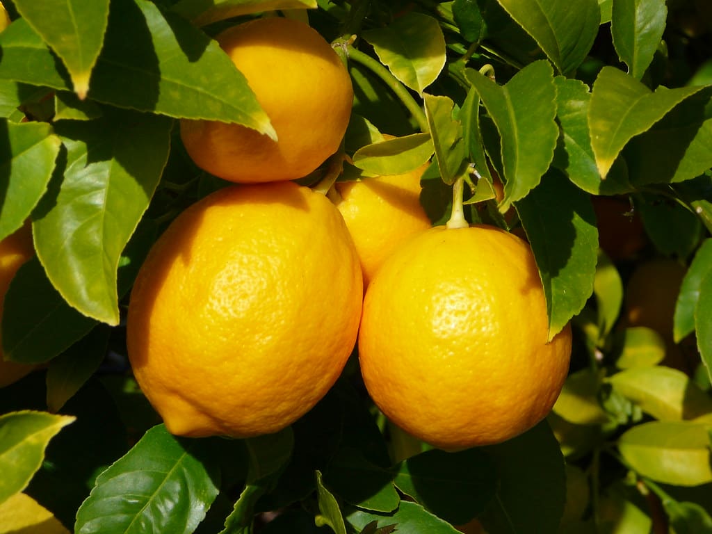 lemon meyer
