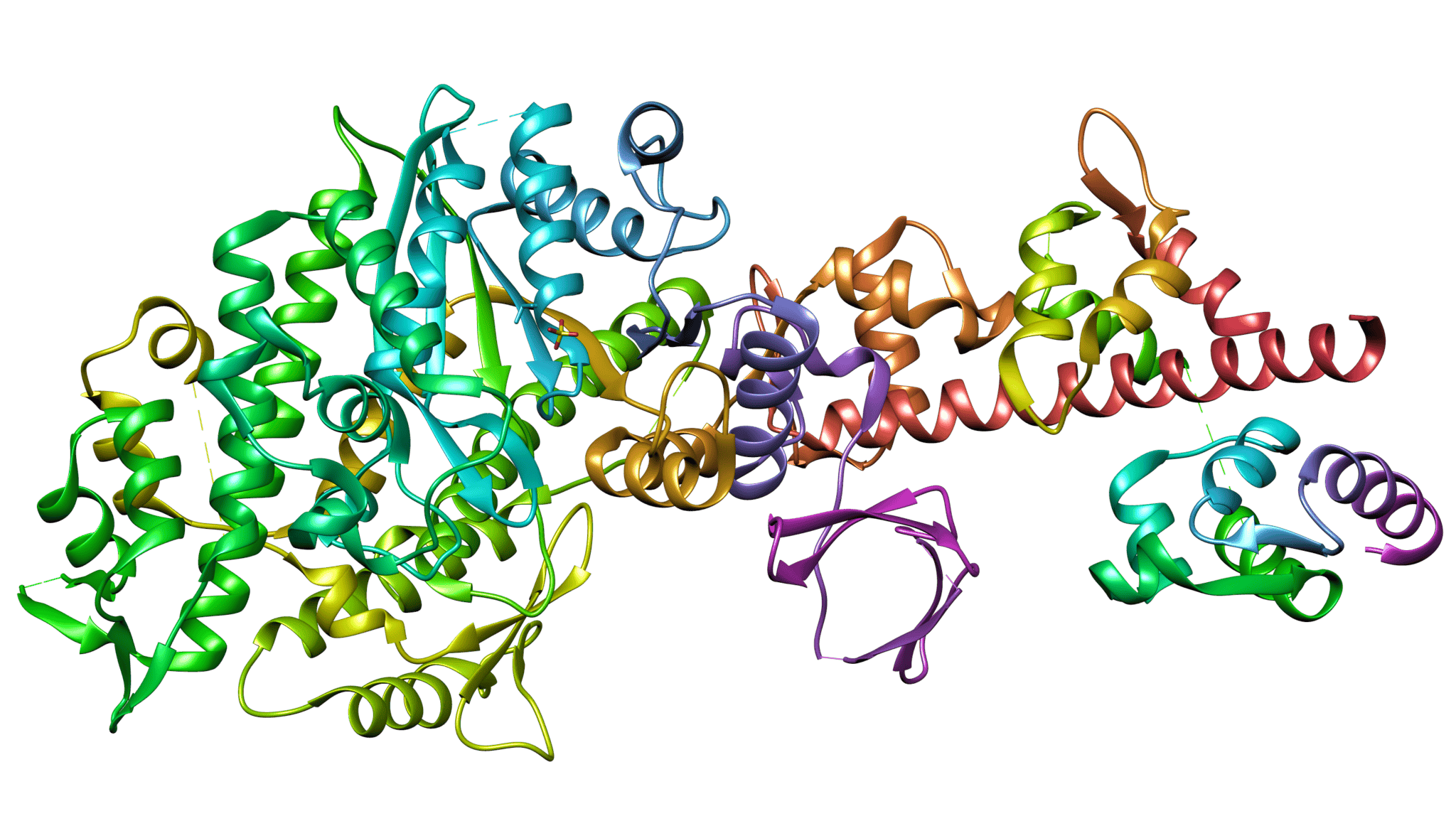 cấu trúc myosin