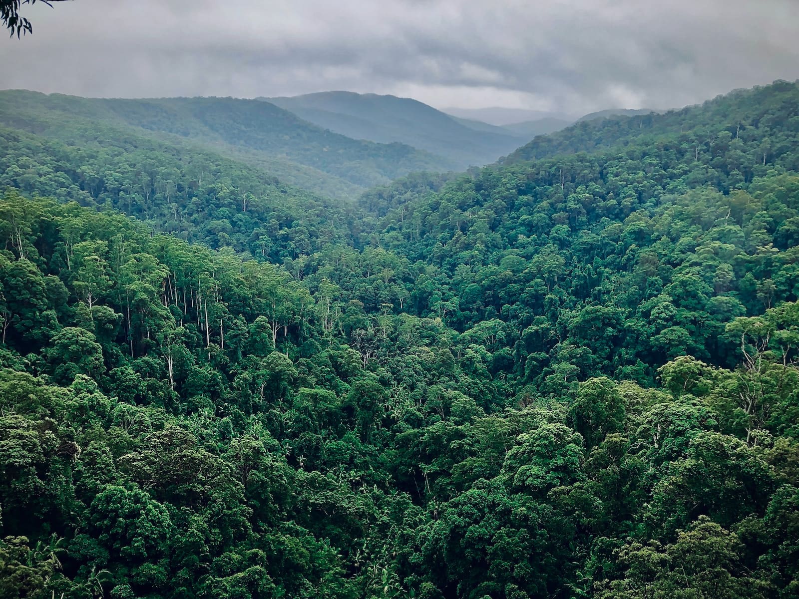proteger el bosque tropical