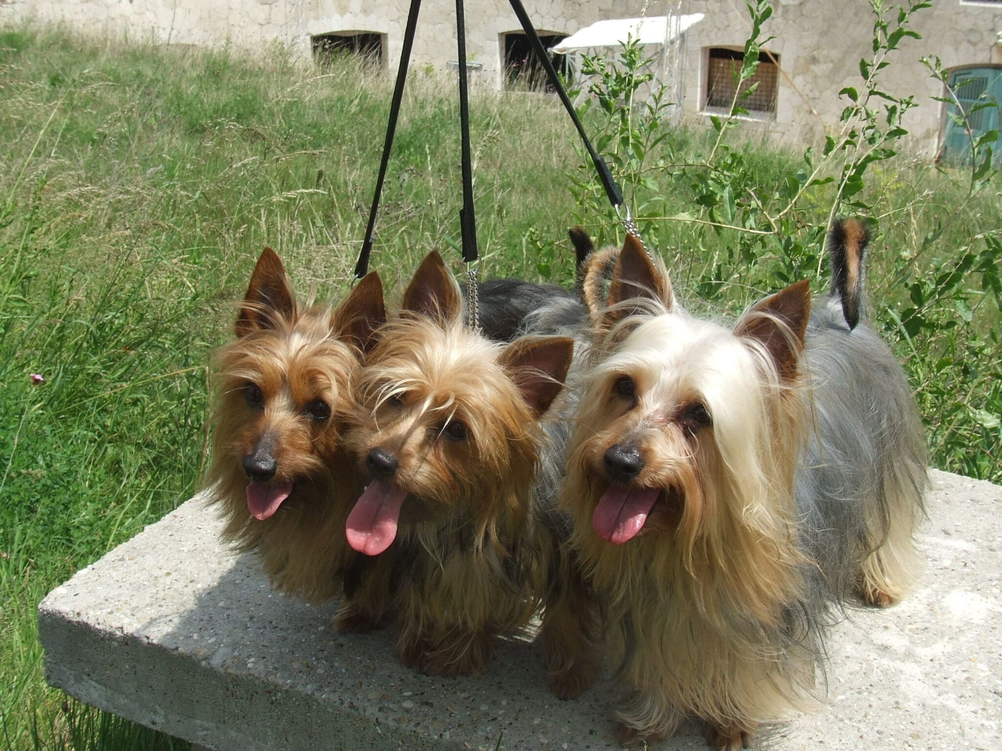 silky terrier scaled