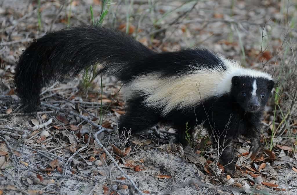 skunk