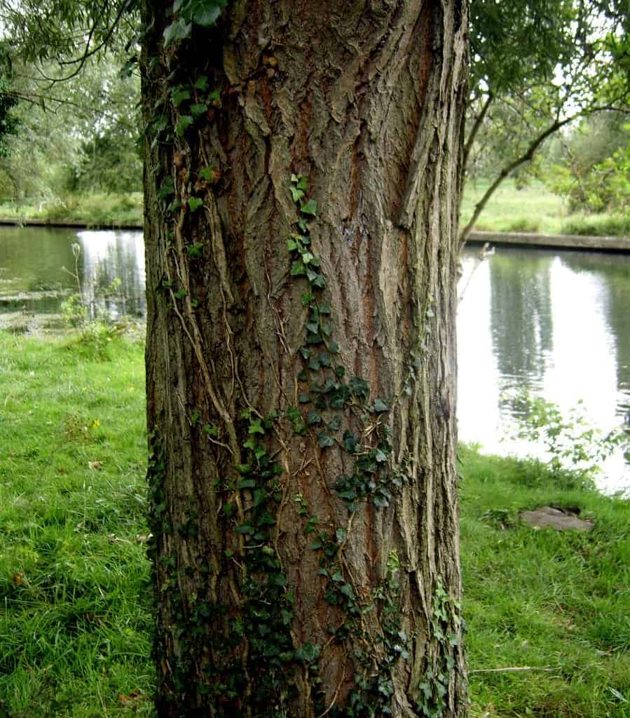 Stem vs Trunk: Difference and Comparison